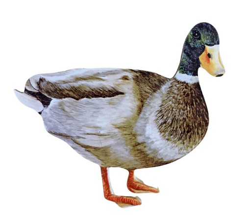 Mallard duck plaque - duck,