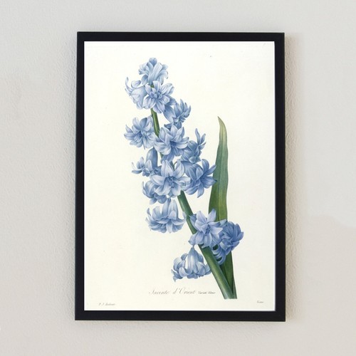 Antique flower botanical - flower,