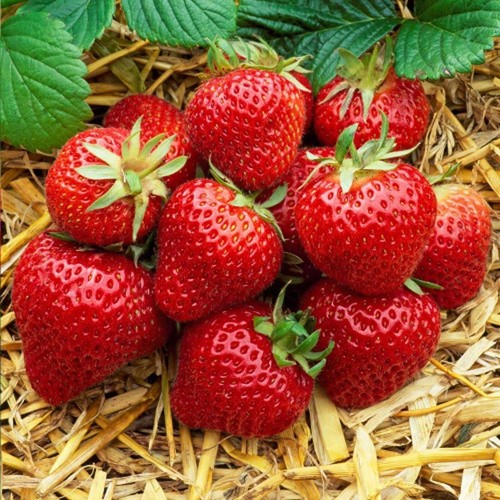 Strawberry cambridge - x,