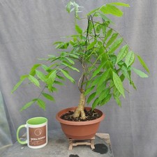 Chunky wisteria outdoor bonsai - chunky,