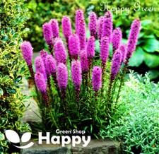 Gayfeather Pink Lavender 300