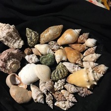 Sea Shells Various Types  Job Lot Crafts Art Beach Aquarium Natural 40 Shells
