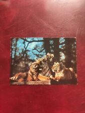 Tiger Family  Longleat Wildlife Park /Zoo vintage Animal postcard