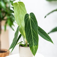 Large   Anthurium Warocqueanum - Queen Anthurium In 12 Cm Pot