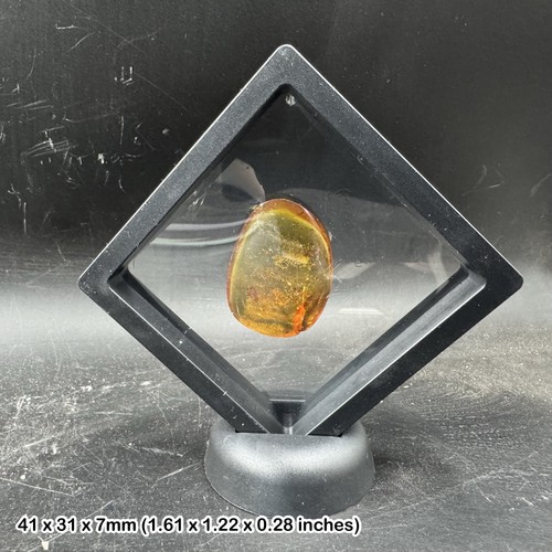 Genuine cretaceous amber with - cretaceous,