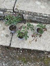 Pathenocissus Henryana 3 Plants In 10.5 Cm Virginia Creeper