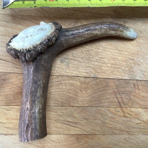 Deer antler walking - deer, top