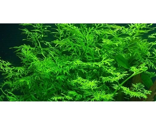 Water sprite aquarium plant - aquarium, no