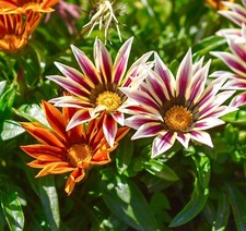 150x Gazania Splendens