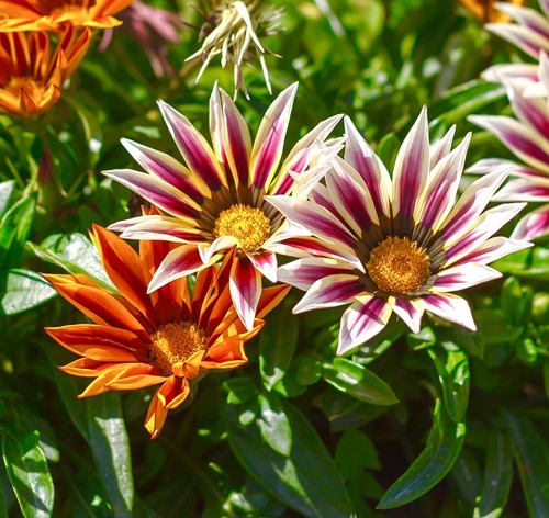150x gazania splendens - gazania,