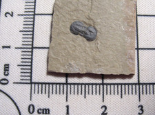 Cambrian Itagnostus Peronopsis