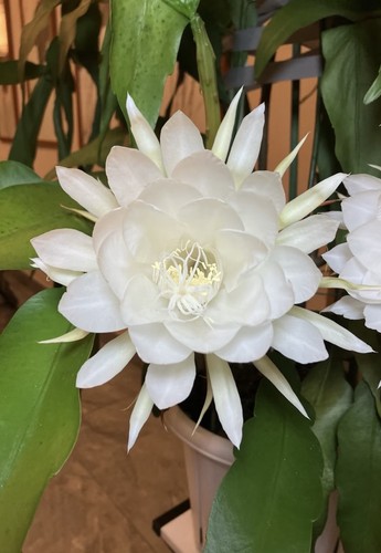 Epiphyllum orchid queen - epiphyllum,
