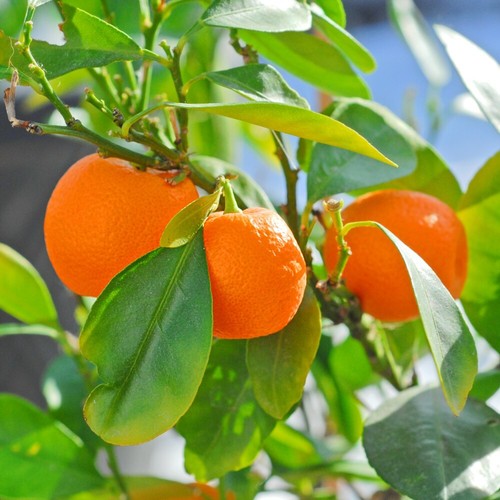 Orange tree fruit bush - t&m,