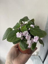 African Violets One Fresh Cut