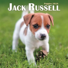 Jack Russell Puppies Square