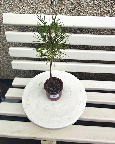 Young potted pine tree - young,,