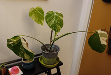 Variegated Monstera Deliciosa Albo | Strong Variegation | Well-Rooted Full Plant