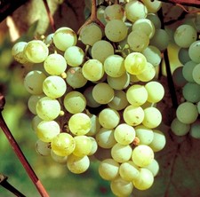 9ft-10ft inc. pot WHITE TABLE GRAPE VINE Vitis Early From The Lane 10litre