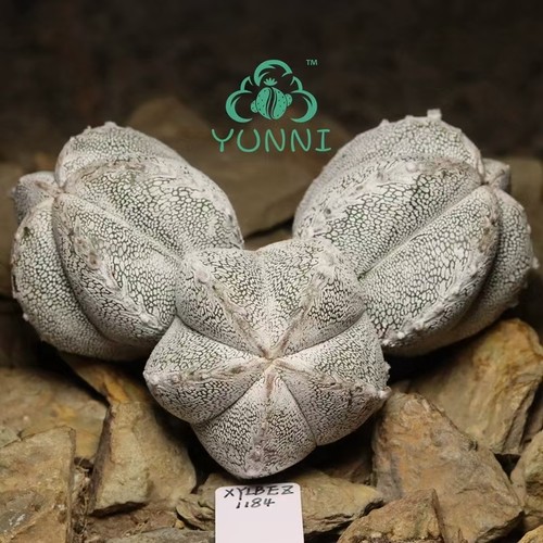 Sale 9cm rare plant - 12.9cm,
