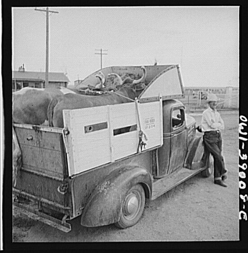 Photo livestock truck - photo:livestock, 1930s