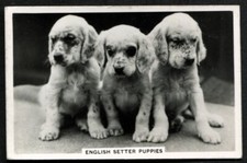 Tobacco Card, Senior Service, DOGS, DOG BREEDS, 1939, English Setter Puppies, #4