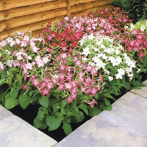 Nicotiana roulette mixed f2 - nicotiana,