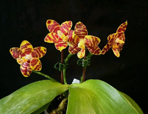 Phalaenopsis joy music - phalaenopsis,