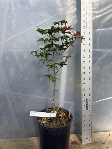 Deshojo japanese maple - deshojo, 1g,