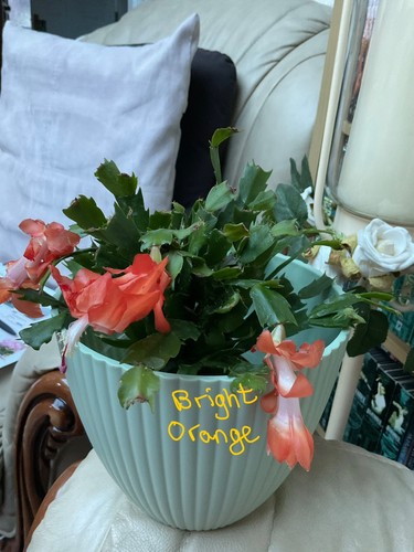 Schlumbergera rooted - schlumbergera,