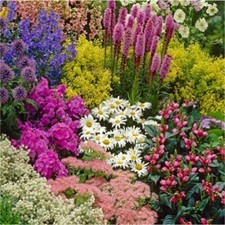 Pack of 6 Cottage Garden Mixed Perennial Garden Plug Plants
