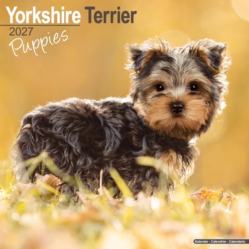 Yorkshire terrier puppies 2027 - yorkshire,