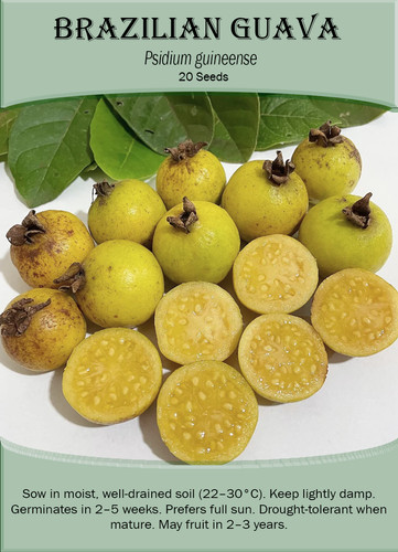 Brazilian guava psidium - brazilian,