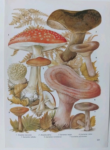 Vintage mushroom print - vintage,