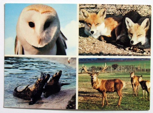 Postcard weyhill wildlife - postcard,