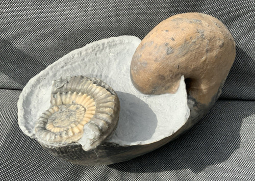 Rare jurassic nautilus - rare,