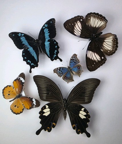 Real butterfly moth - butterfly/moth, collection