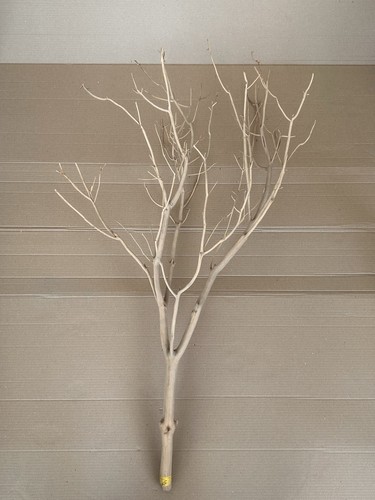 Sand blasted manzanita - blasted,