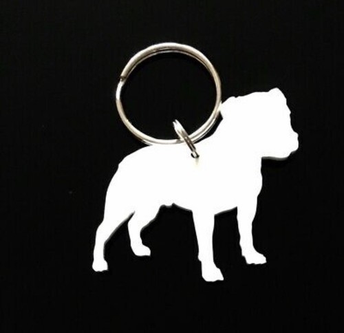 Staffordshire bull terrier dog - terrier,