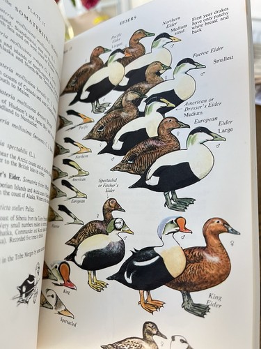 Coloured key the wildfowl - key, to