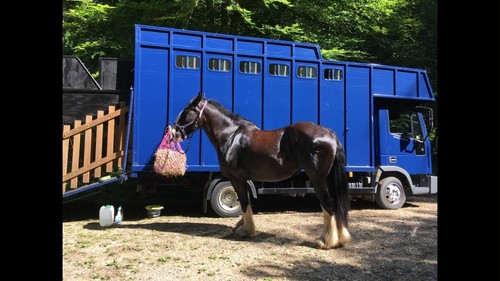 2000 iveco 75e15 horse - 75e15, 7.5t
