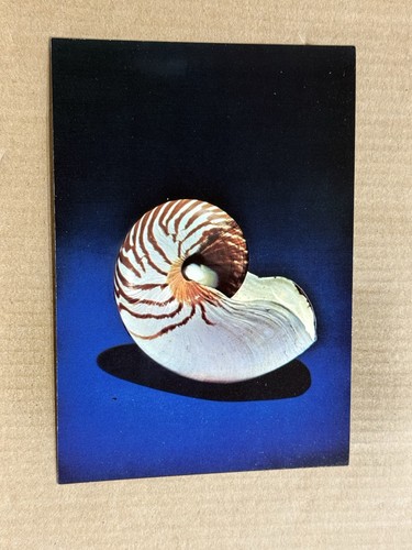 Postcard chambered pearly - chambered,