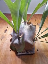 Big size Platycerium Bifurcatum x Hillii, Staghorn fern, 3 plants grown together
