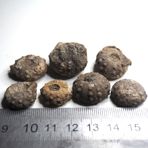 Pcs echinoid cidapcs sea - 7,