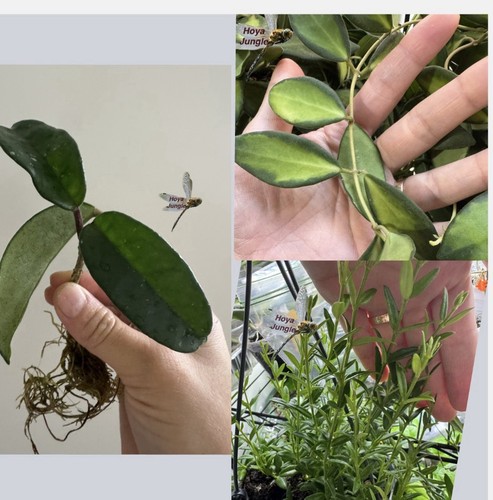 Hoya bundle pack - bundle, fresh