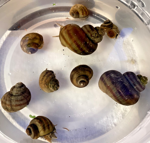 Mystery snails asian - mystery, ringed