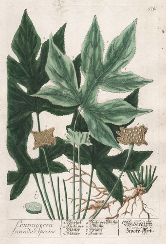 Dorstenia contrajerva secunda