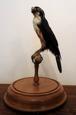 Victorian Taxidermy Black-thighed Falconet in a glass dome