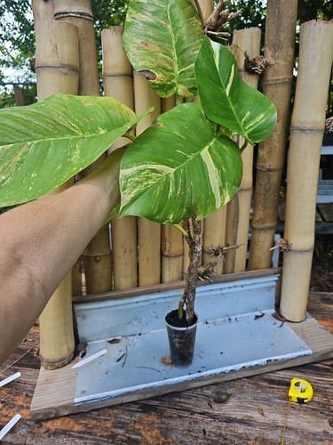 Giant variegated golden pothos - golden,