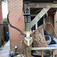 Stag Antlers On Hardwood