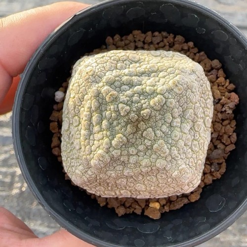 4cm succulent cactus plant - succulent,